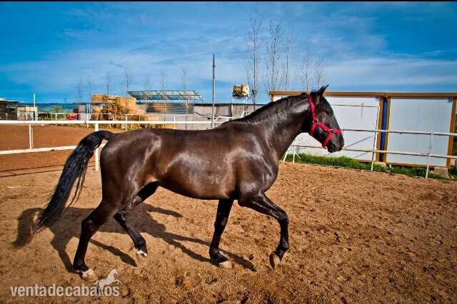 Venta de caballo in 