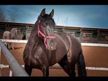 Venta de caballo