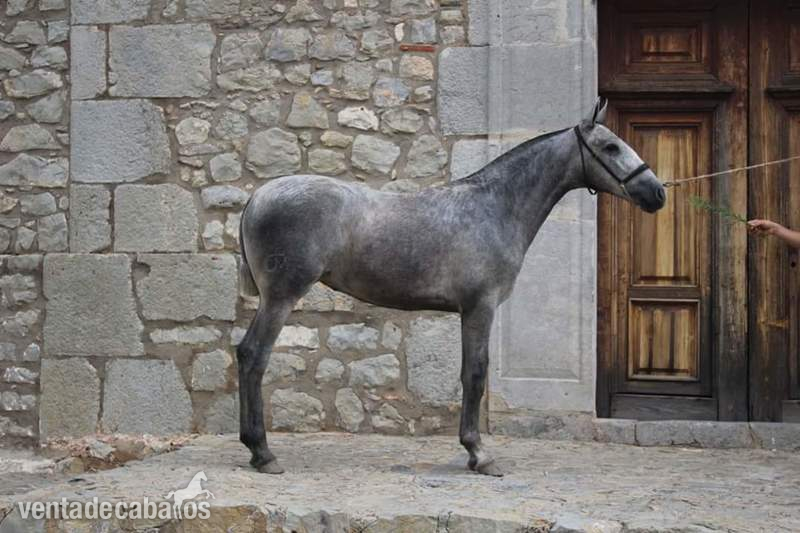Caballos Pura Raza Española (P.R.E.) Pre - Vendo potra PRE