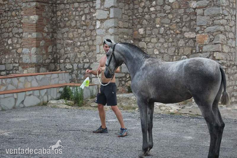 Vendo potra PRE - Caballos Pura Raza Española (P.R.E.) Pre
