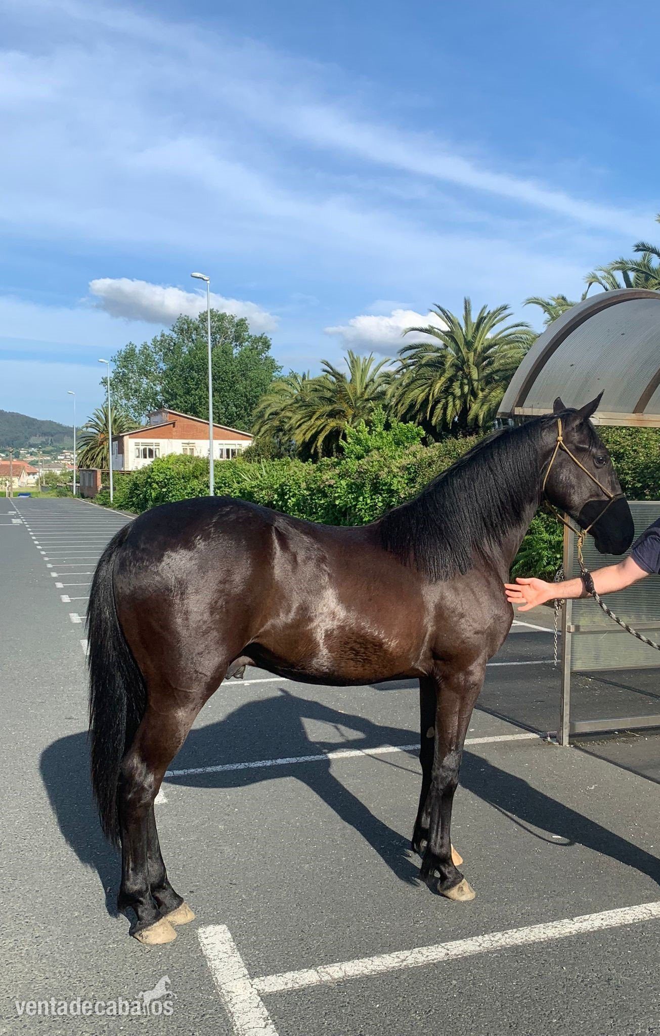 Caballo Cruce de Standardbred in 