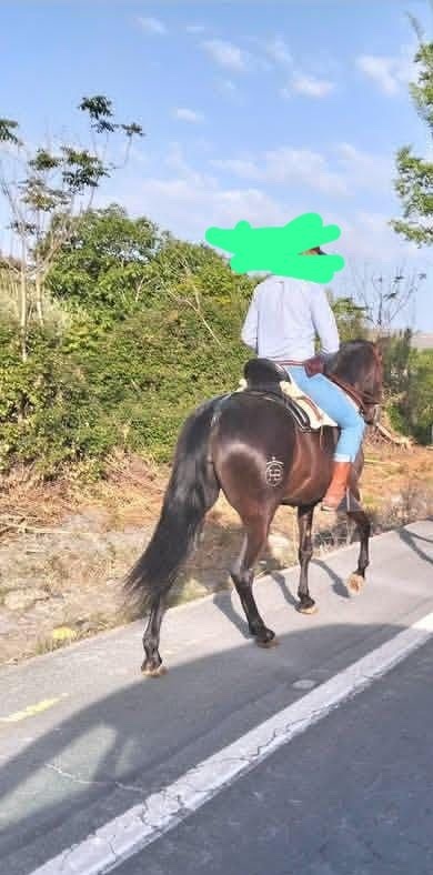 Yeguas EMPTY - Se vende yegua negra