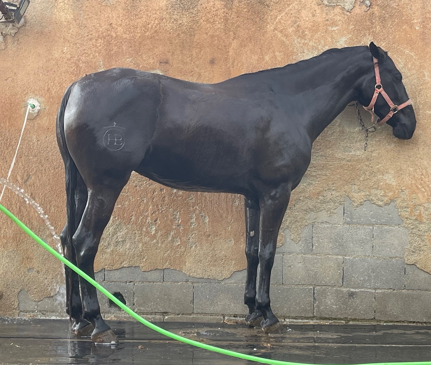 Se vende yegua negra - Yeguas