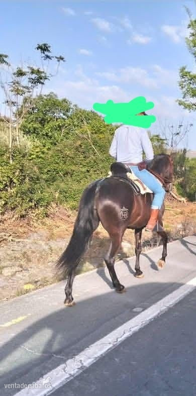 Yeguas EMPTY - Se vende yegua negra