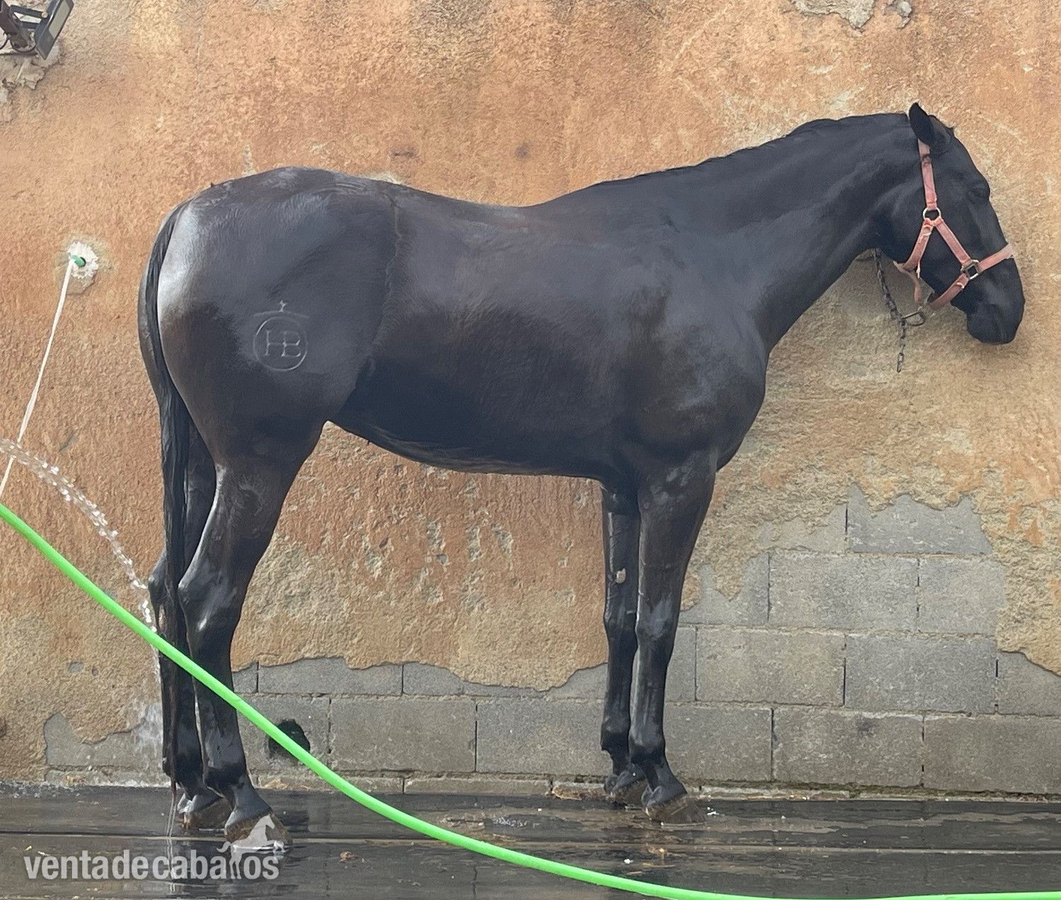 Se vende yegua negra - Yeguas