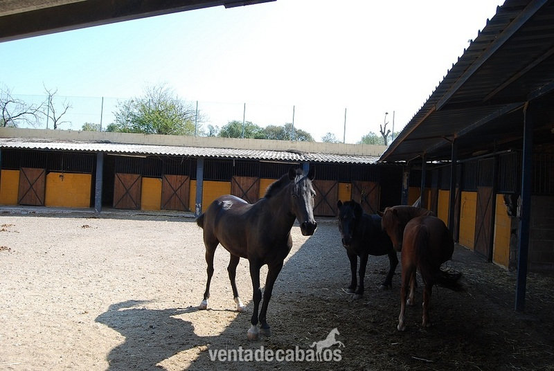 Finca de 3 hectareas para caballos