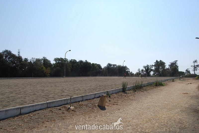 Finca ecuestre - Finca de 3 hectareas para caballos