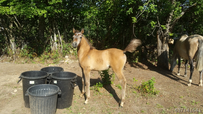 Caballo Hispano Árabe Hispano-Arabe - Potras Hispanoarabes 50%