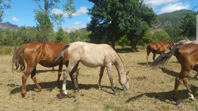 Potras Hispanoarabes 50% - Caballo Hispano Árabe