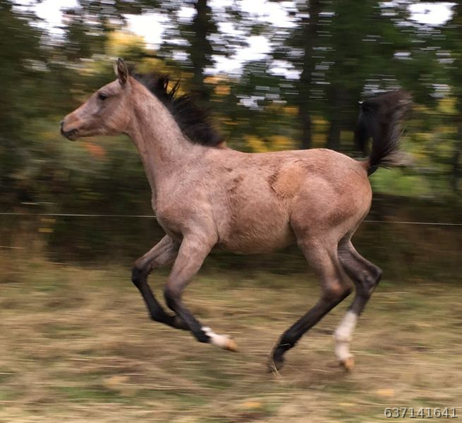 Potras Hispanoarabes 50% - Caballo Hispano Árabe Hispano-Arabe