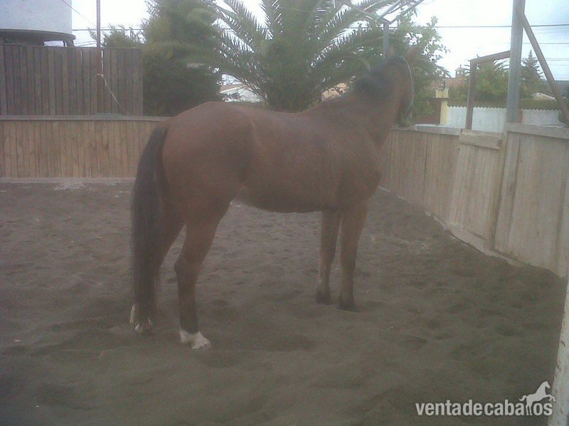 vendo caballo muy noble in 