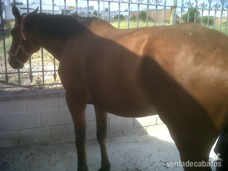 Caballos Capados Cruzado - vendo caballo muy noble