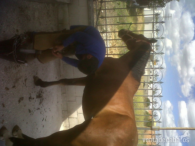 vendo caballo muy noble - Caballos Capados Cruzado