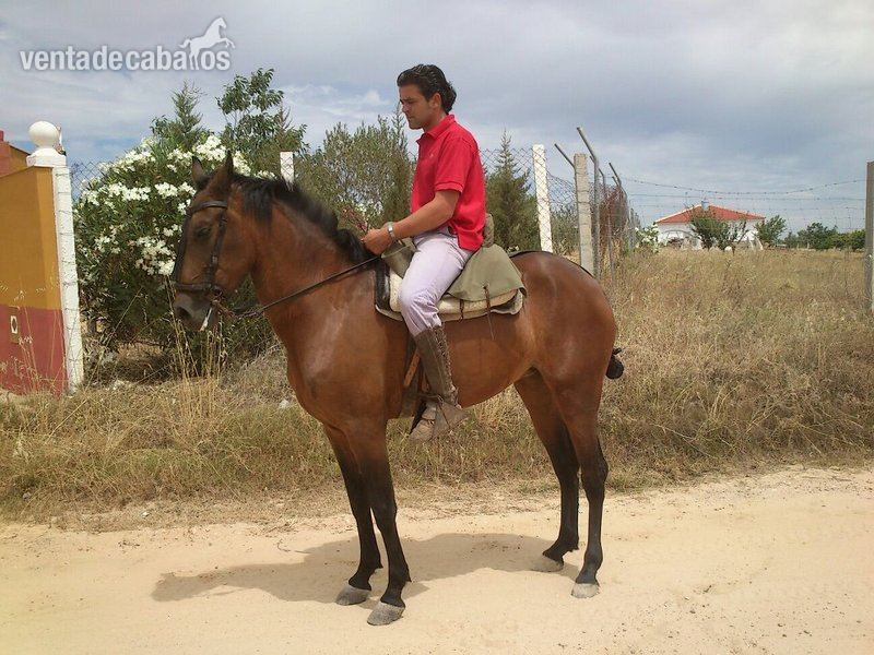 se vende hispano arabe de 7 años in 