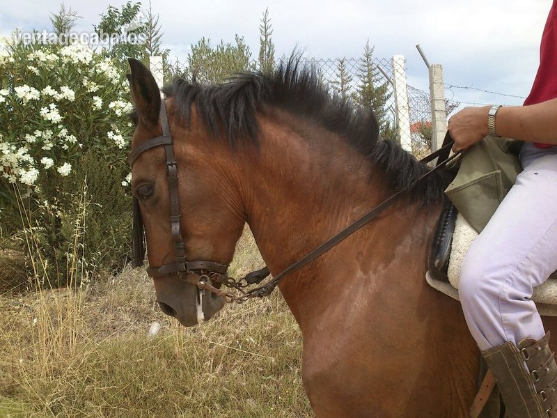 Hispano-Arabe
