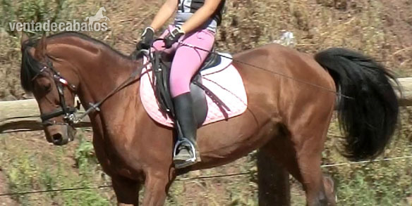 Hispano-Arabe