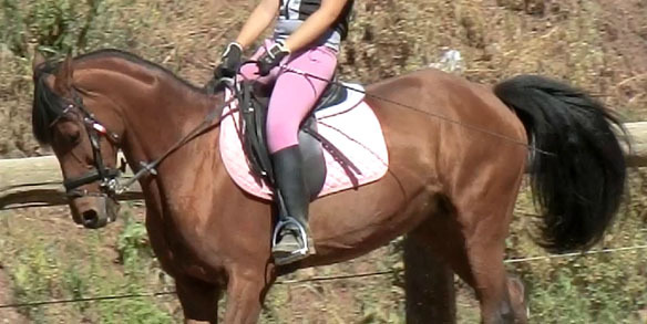 Hispano-Arabe