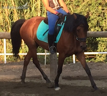 Hispano-Arabe {TYPE}