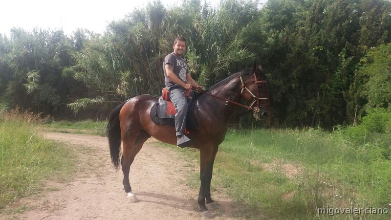 Caballos Capados Trotón Francés - Troton Francés 11 años Capado