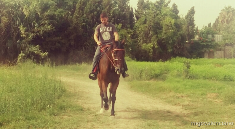 Troton Francés 11 años Capado - Caballos Capados Trotón Francés