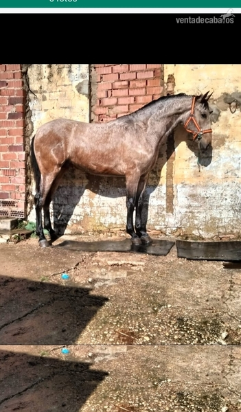 Caballos Pura Raza Española (P.R.E.) Pre - Potro 2 año. Bayo. 641990612