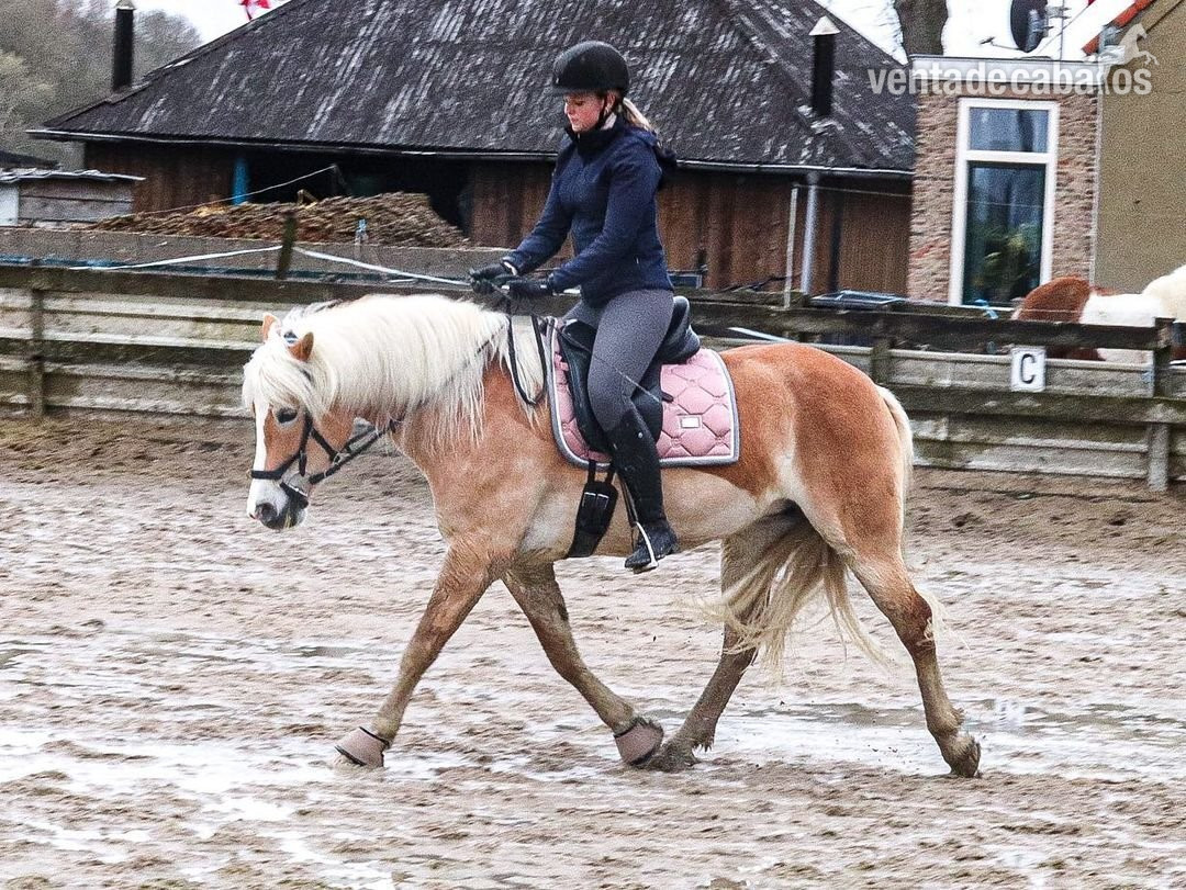 Poni de doma y salto Holsteiner marrón de 145 cm de alta calidad, 10 años in 