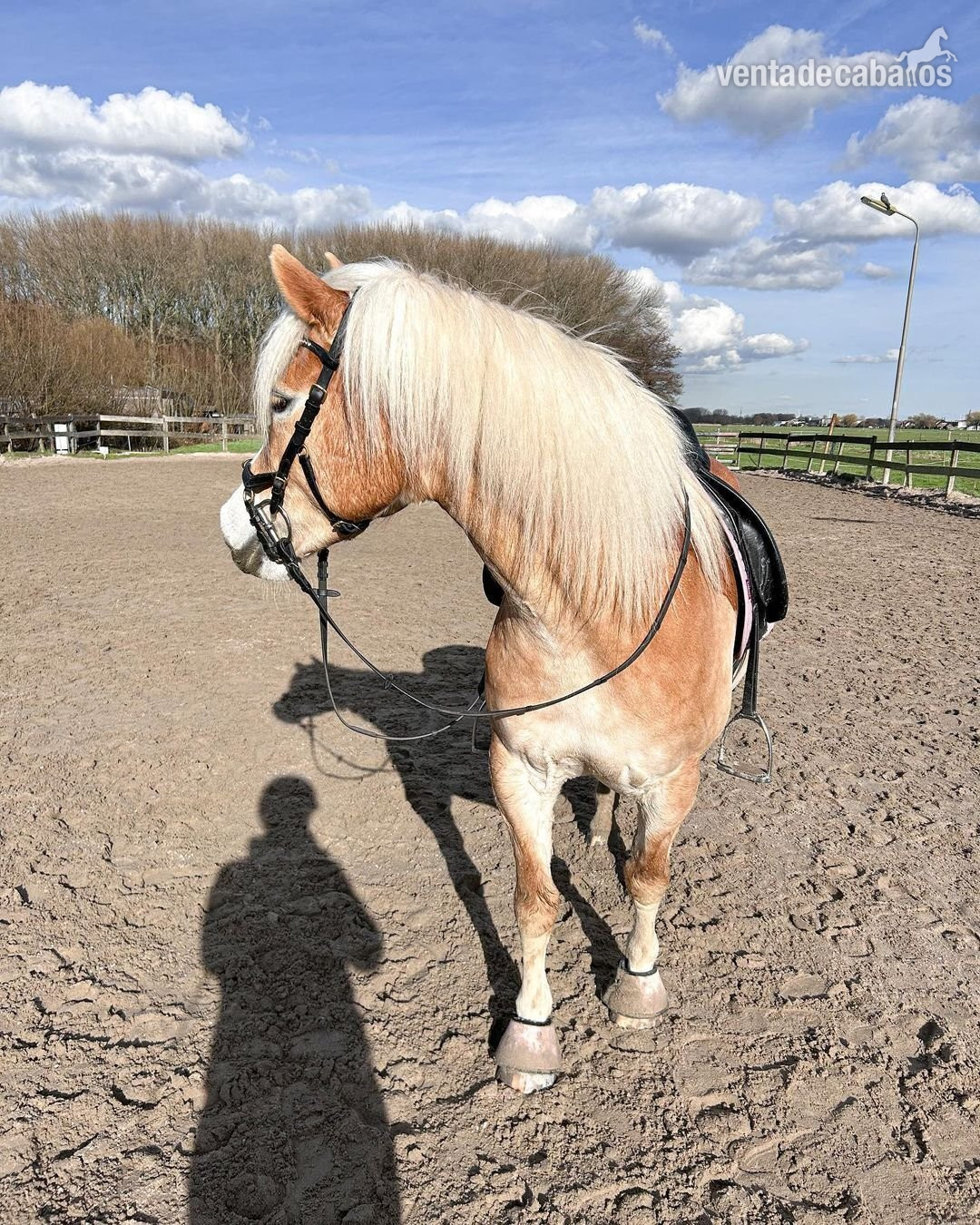 Ponis Pony Club EMPTY - Poni de doma y salto Holsteiner marrón de 145 cm de alta calidad, 10 años