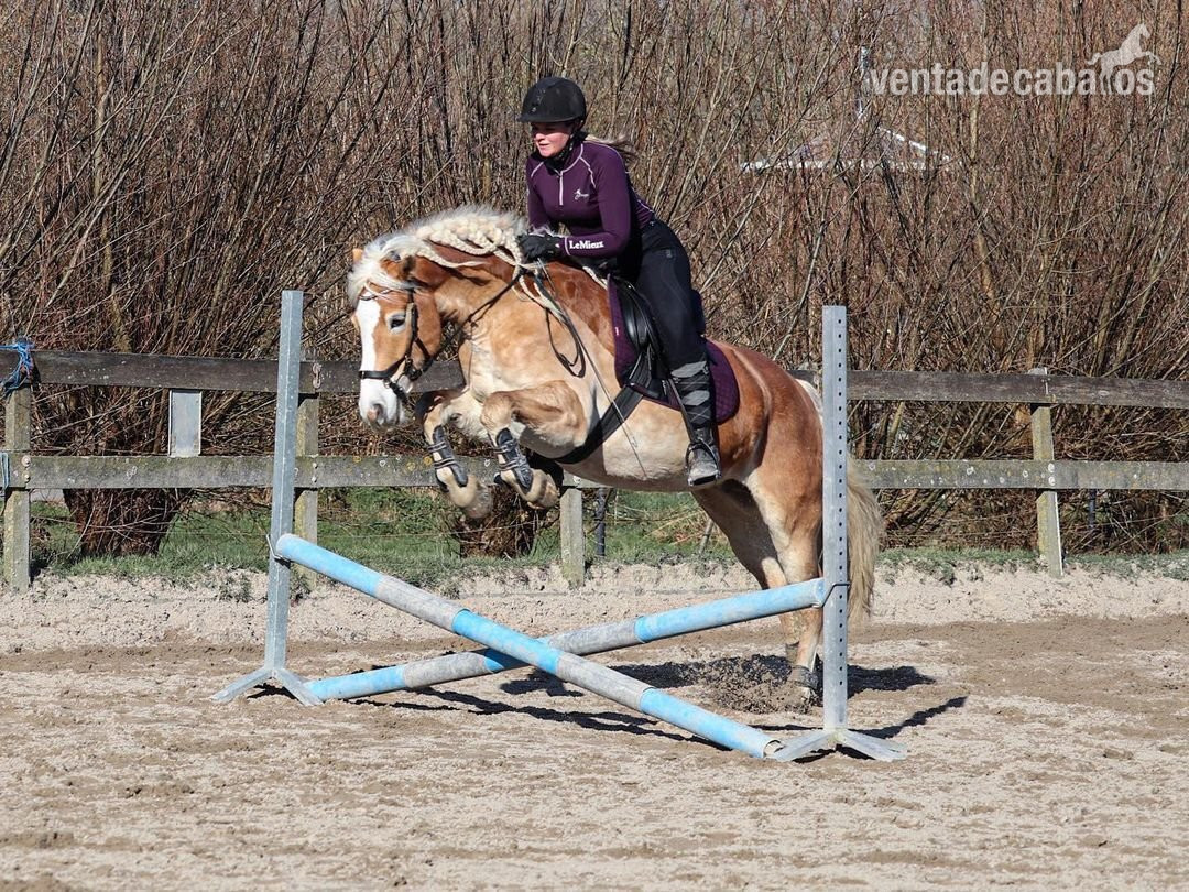 Poni de doma y salto Holsteiner marrón de 145 cm de alta calidad, 10 años - Ponis Pony Club EMPTY