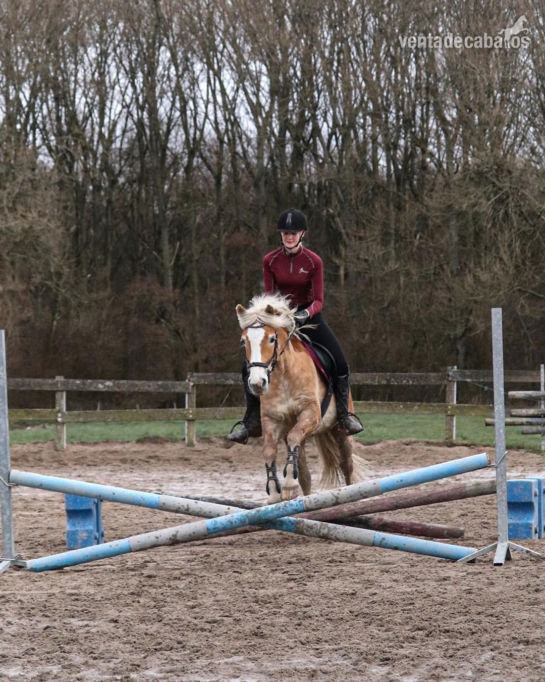 Poni de doma y salto Holsteiner marrón de 145 cm de alta calidad, 10 años - Ponis Pony Club