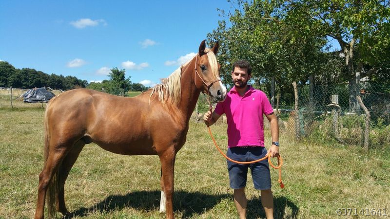 Caballo Arabe 4 años hijo de BV Pigmalion in 