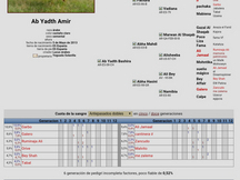 Caballo Arabe 4 años hijo de BV Pigmalion