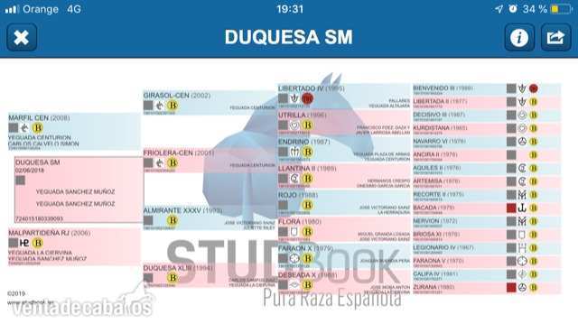 DISPONIBLE POTRA DE CONCURSO - Pura Raza Española