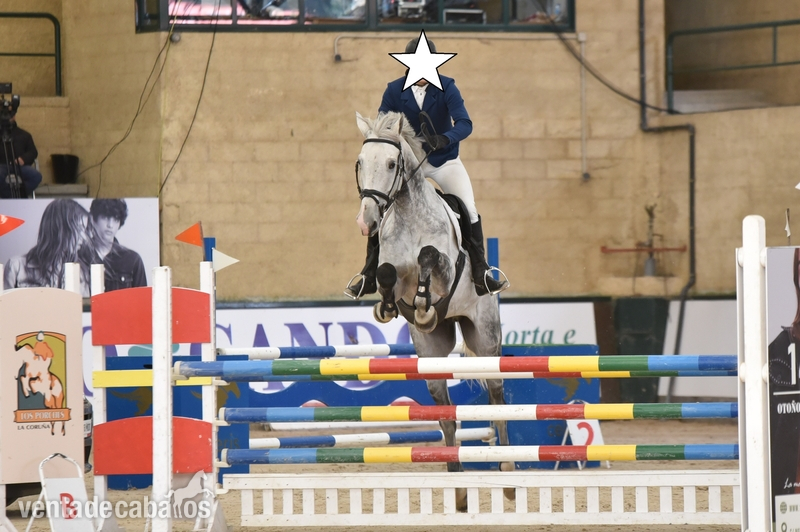 Caballo de Deporte Español (CDE)