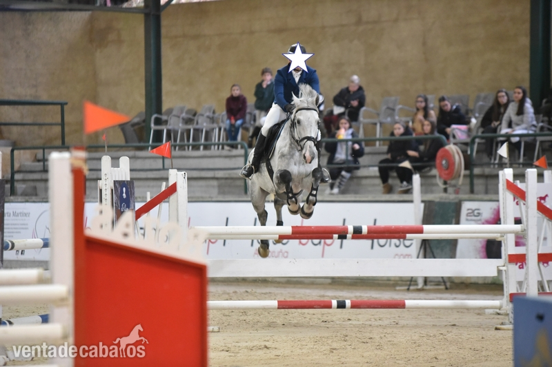 Caballo de Deporte Español (CDE) {TYPE}
