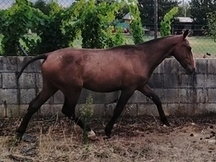 POTRO P.R.E DE AÑO