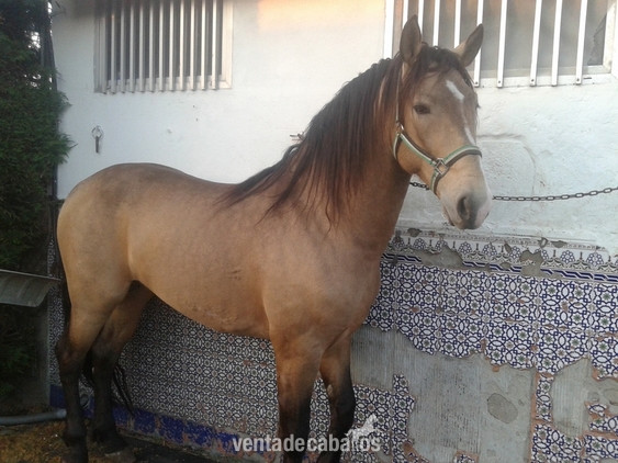 Caballo p.r.e alazan  in 