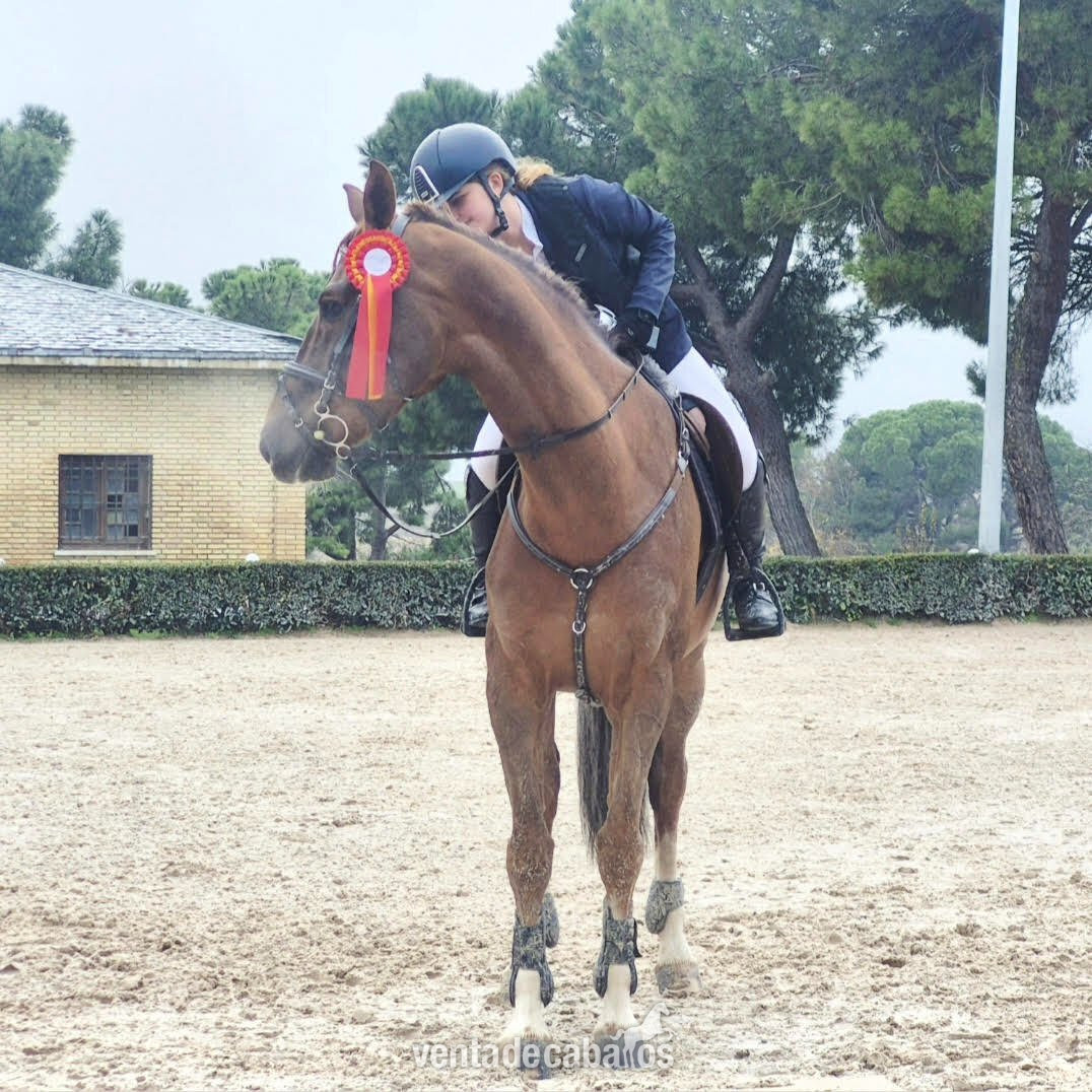 Quiero compartir el pupilaje de mi caballo, en hípica del Pardo, en Madrid in 