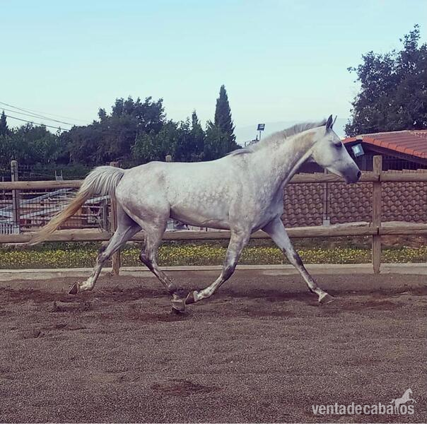 Caballo Anglo Árabe in 
