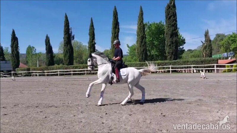 Caballo lusitano castrado Inter I/ Gran premio in 