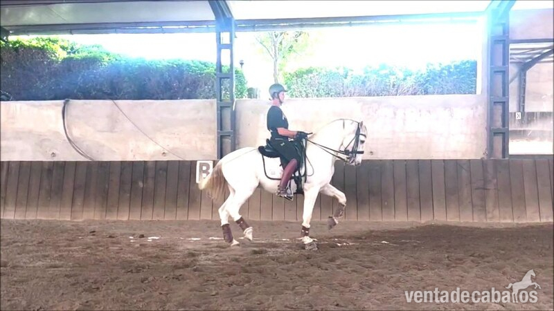 Lusitano