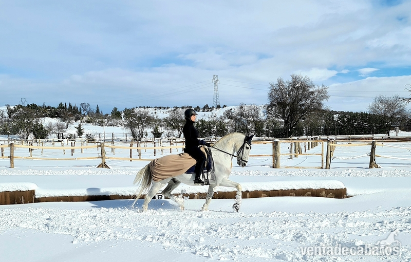 Lusitano {TYPE}