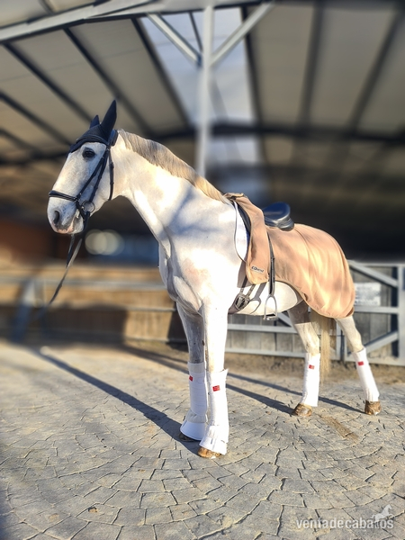 Caballos Capados Lusitano - Caballo lusitano castrado Inter I/ Gran premio