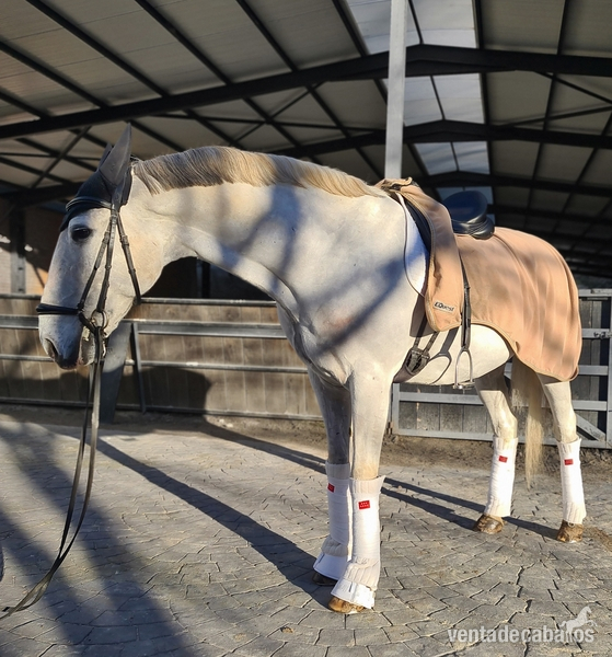 Caballo lusitano castrado Inter I/ Gran premio - Caballos Capados Lusitano