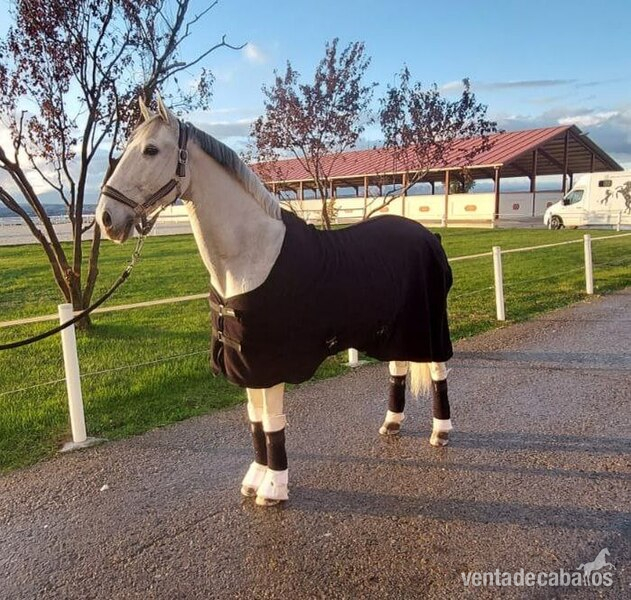 Caballo lusitano castrado Inter I/ Gran premio - Caballos Capados