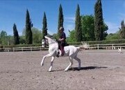 Caballo lusitano castrado Inter I/ Gran premio