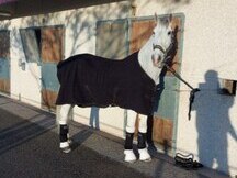 Caballo lusitano castrado Inter I/ Gran premio