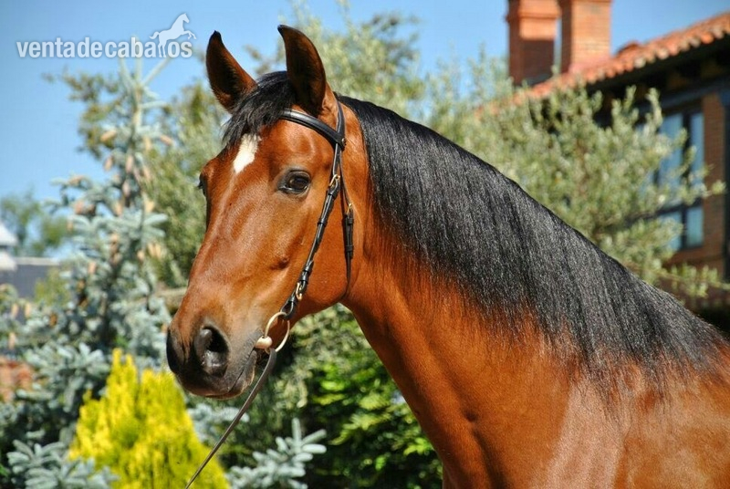 Caballo PRE DOMA CLÁSICA- INTERMEDIA in 