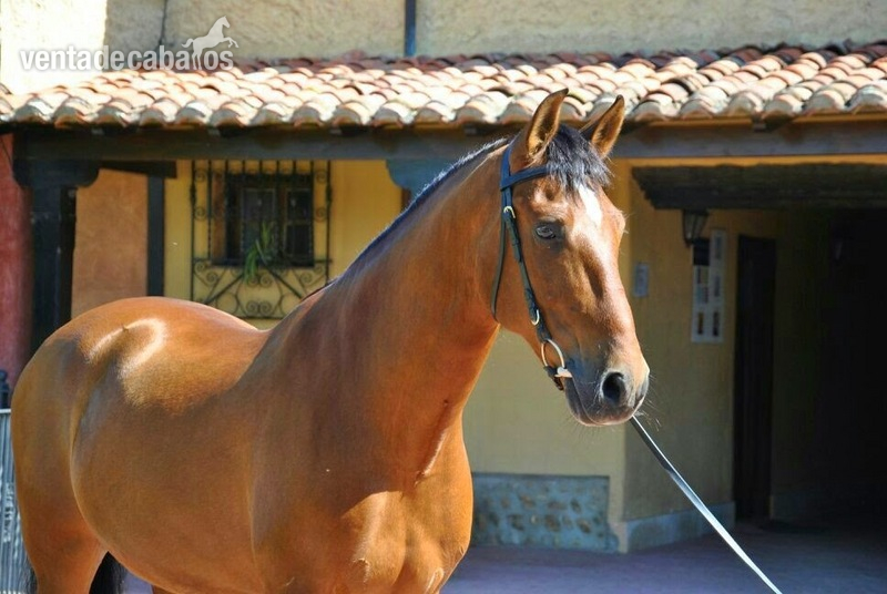 Caballos Pura Raza Española (P.R.E.) Pura Raza Española - Caballo PRE DOMA CLÁSICA- INTERMEDIA