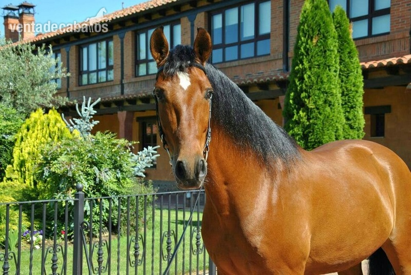 Caballo PRE DOMA CLÁSICA- INTERMEDIA - Caballos Pura Raza Española (P.R.E.) Pura Raza Española