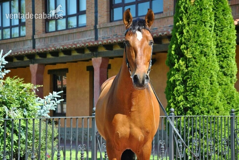 Caballo PRE DOMA CLÁSICA- INTERMEDIA - Pura Raza Española
